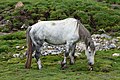 Français : Un cheval non identifié, près du col de Portet, Hautes Pyrénées, France