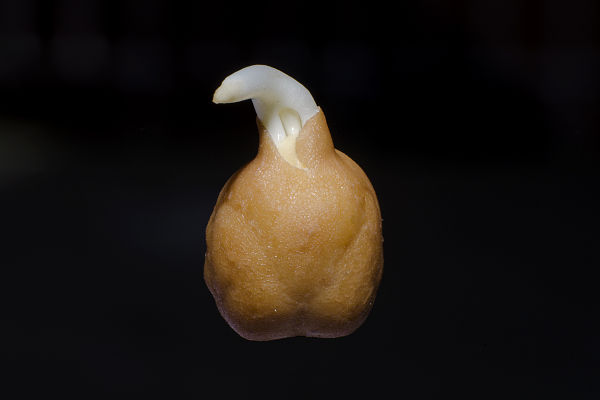 Image: Chickpea BNC