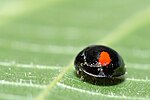 Tvåfläckig sköldluspiga (Chilocorus renipustulatus)