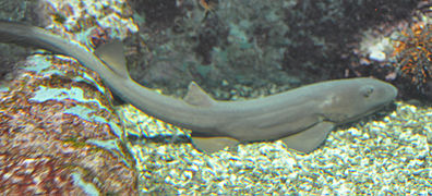 Requin chabot (Chiloscyllium griseum)