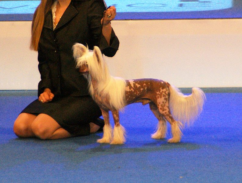 File:Chinese Crested naked.JPG