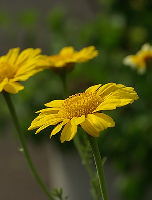 Chrysanthemum coronarium