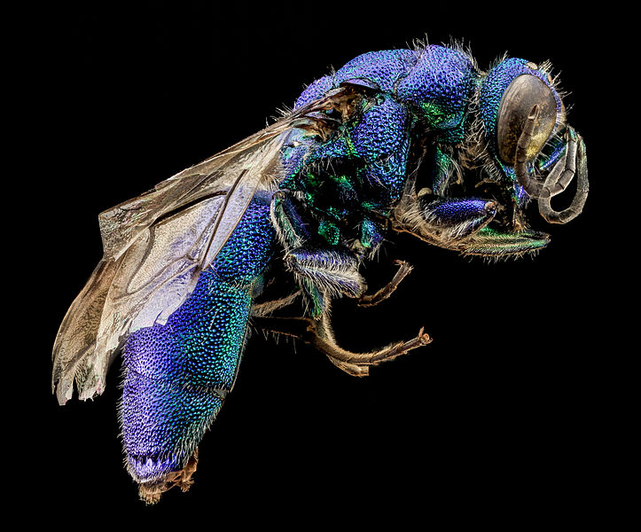 File:Chrysidid Wasp, U, Side, UT, Utah Co 2013-08-07-17.51.41 ZS PMax.jpg