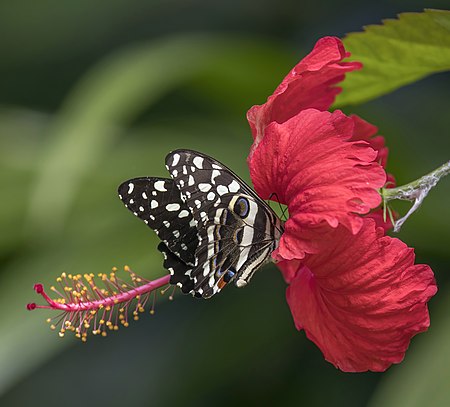 ไฟล์:Citrus swallowtails (Papilio demodocus) Principe.jpg