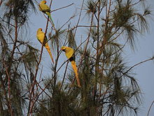 Parrot Bird Sanctuary Chandigarh Wikipedia