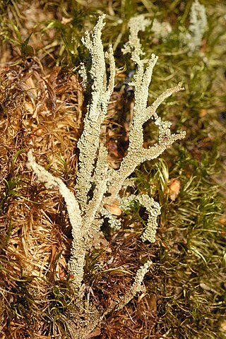 <i>Cladonia squamosa</i> Species of lichen