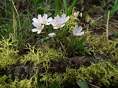 Description de l'image Claytonia lanceolata Meeks Table.jpg.