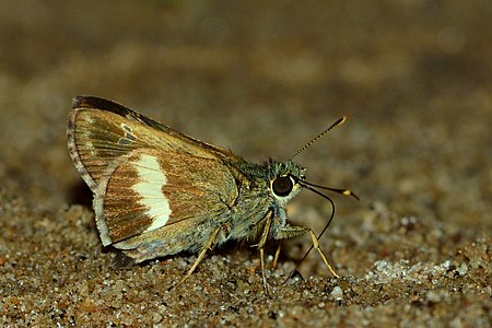 Ventral view