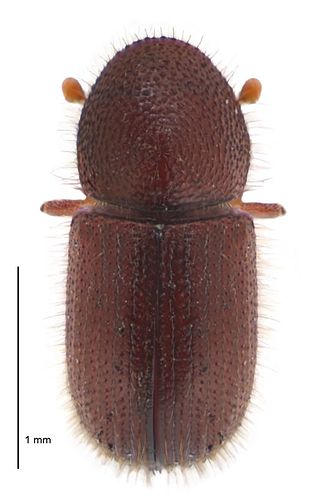 <i>Coccotrypes</i> Genus of beetles