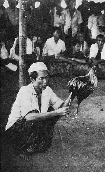 File:Cockfighting, Bali Where, What, When, How, p9.jpg