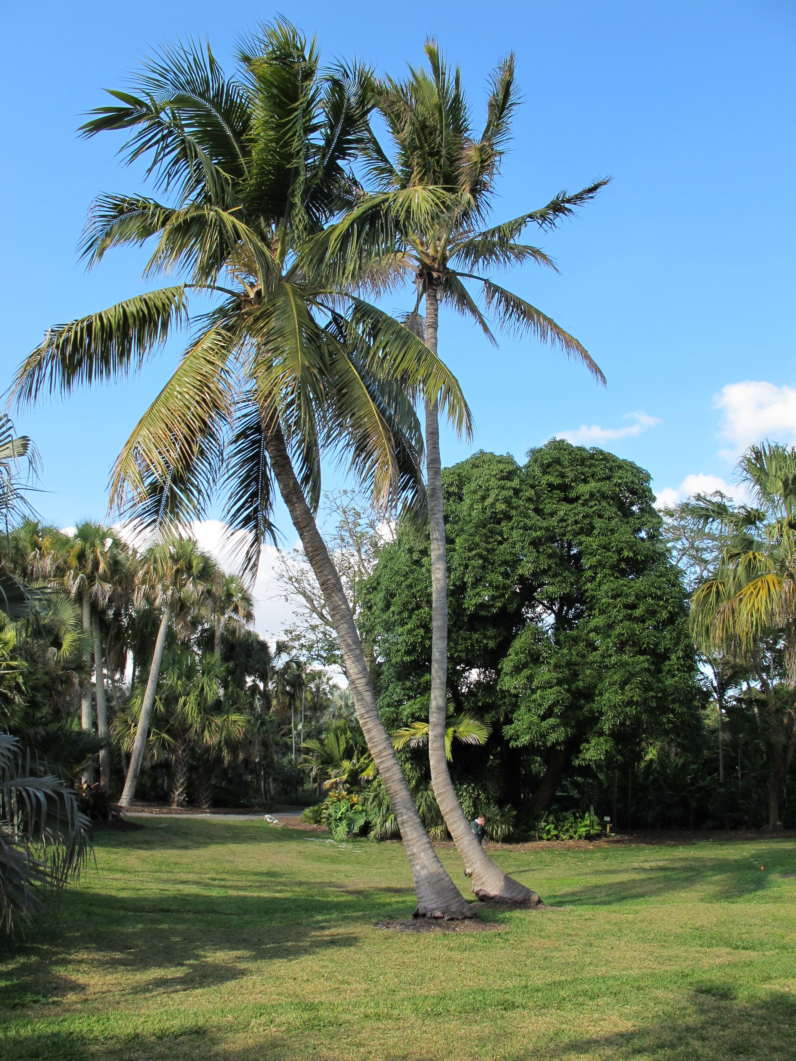 File Cocos Nucifera Fairchild Tropical Botanic Garden Jpg