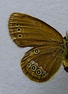 Underside of a female Coenonympha oedippus.backside female.jpg