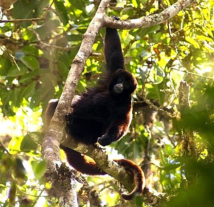 The critically endangered Yellow-tailed woolly monkey is endemic to the region