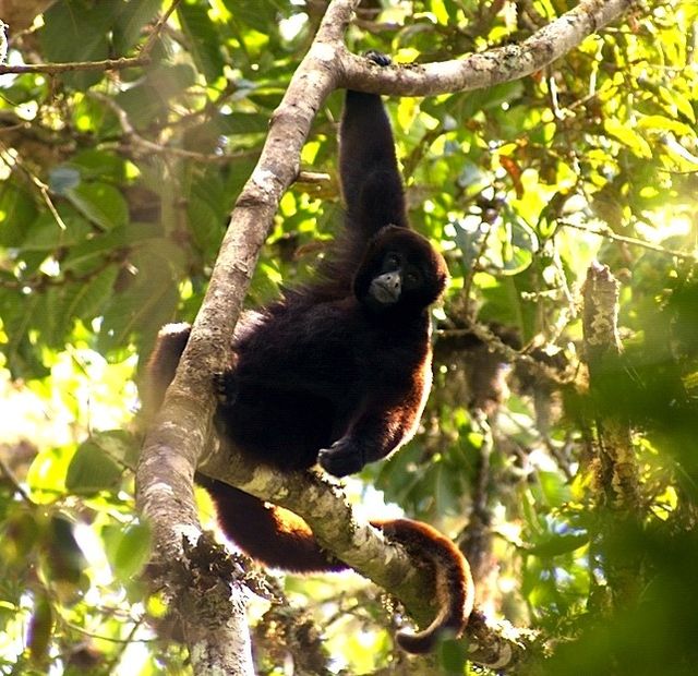 Oreonax flavicauda Wikipedia, enciclopedia