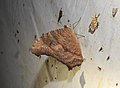 Common Evening Brown Melanitis leda DSF by Raju Kasambe DSCN2907 (21).jpg
