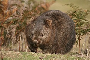 Common Wombat (Vombatus ursinus tasmaniensis).jpg