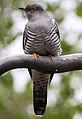 Common cuckoo (Cuculus canorus).jpg