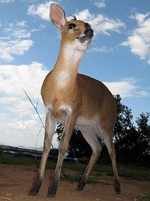 Sylvicapra Grimmia