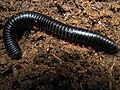 2011-04-01T19:03:46Z : user:Praveenp : File:Common millipede, inside a fallen coconut tree.jpg