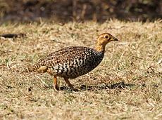 Coqui francolin, Peliperdix coqui at Polokwani Nature Reserve (14697428533).jpg