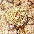 * Nomination Common mushroom coral (Fungia fungites), Ras Katy, Sharm el-Sheij, Egypt --Poco a poco 09:42, 16 April 2022 (UTC) * Promotion  Support Good quality. --Steindy 10:50, 16 April 2022 (UTC)