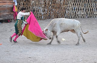 <span class="mw-page-title-main">Bullfighter</span> Performer in the activity of bullfighting