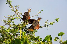 Couple de Hoitzins au soleil sur leur branche.jpg