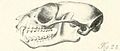 Crâne Cheirogaleus adipicaudatus 3.jpg