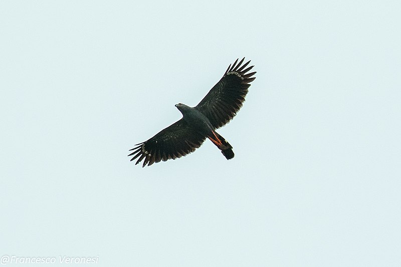 File:Crane Hawk - Darién - Panama (48444147246).jpg