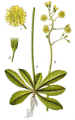 Bitten off Pippau (Crepis praemorsa), illustration