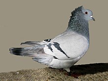 Silver barred Crested soultz(silver barred).jpg