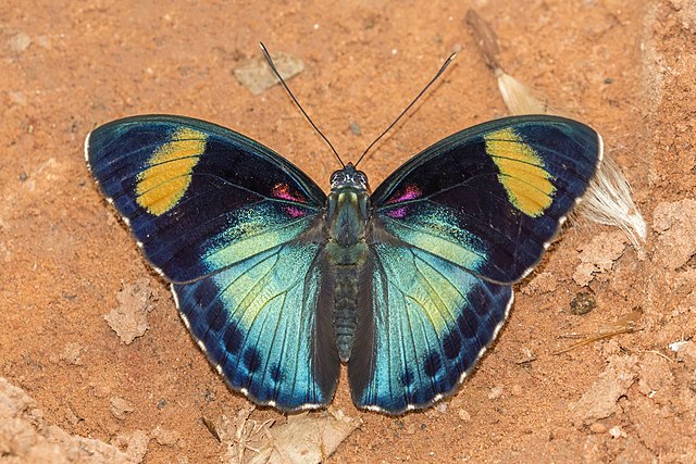 Crimson-spotted forester (Euphaedra themis)