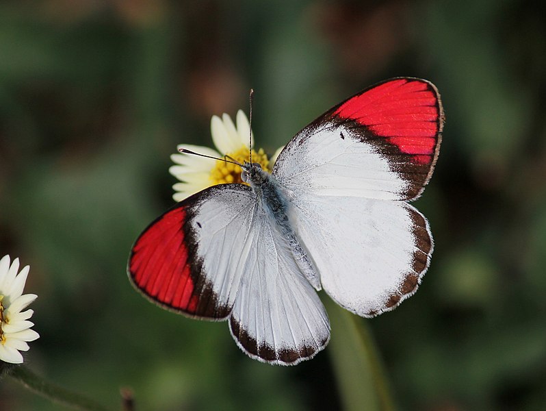 File:Crimson tip from Savandurga IMG 9505 1.jpg