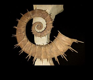 A rare heteromorph ammonite fossil from the south of France. The species is Crioceratites nolani and the spines have been partially restored to show how it might have appeared in life Crioceratites nolani France 450 mm.jpg