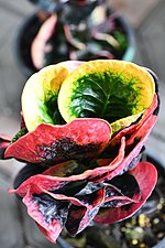 Croton species in Thailand