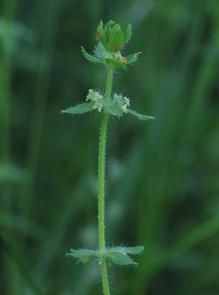 File:Cruciata pedemontana 2 RF.jpg