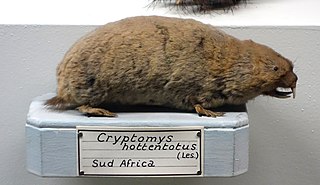 <i>Cryptomys</i> Genus of rodents