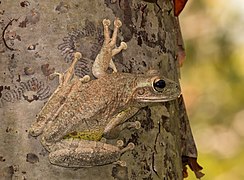 Cuban tree frog (Osteopilus septentrionalis) 6.jpg