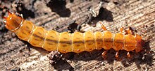 Larva of Cucujus cinnaberinus Cucujus cinnaberinus larva.JPG