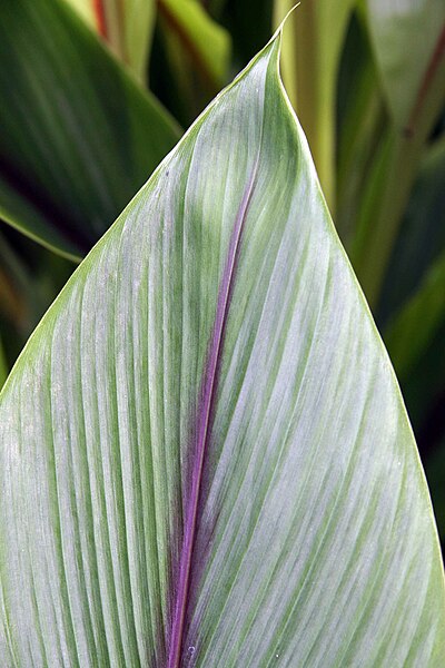 File:Curcuma zedoaria 10zz.jpg