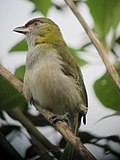 Cyclarhis nigrirostris Verderon piquinegro Black-billed Peppershrike (6685922211).jpg