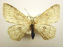 Cyclophora albipunctata m.jpg