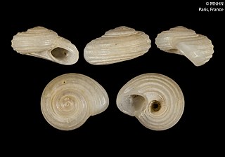 <i>Cyclostrema virginiae</i> Species of gastropod