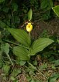 Cypripedium parviflorum var. makasin plant