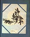 herbarium specimen