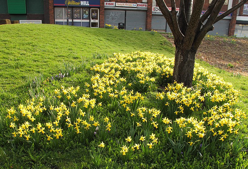 File:Daffs at Tinsley Centre - geograph.org.uk - 1780379.jpg