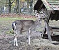 Fallow Deer (Dama dama) Damhirsch