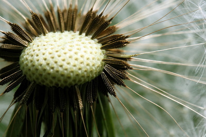 File:Dandelion seeds 777.jpg