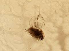 Description de l'image Daphnia galeata (YPM IZ 101550).jpeg.