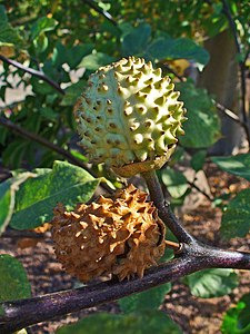 Datura metel 'Fastuosa' Fruits